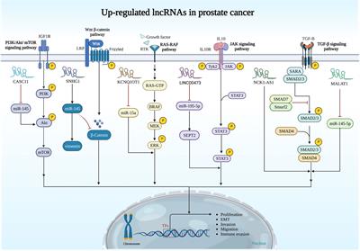 Importance of long non-coding RNAs in the pathogenesis, diagnosis, and treatment of prostate cancer